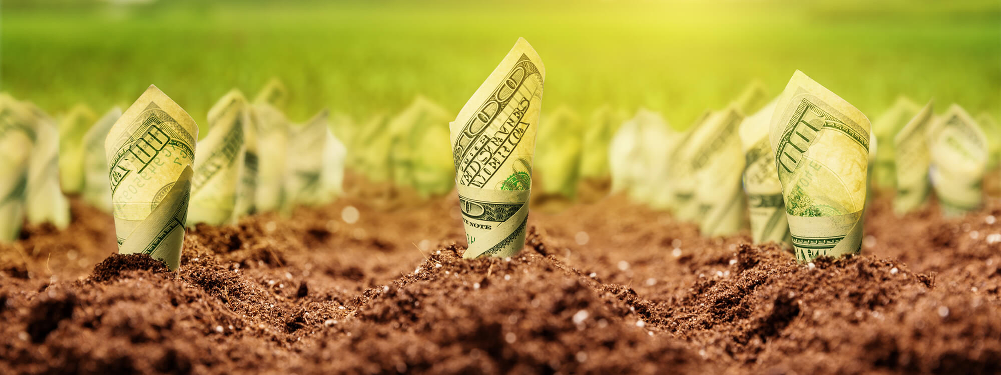 Banner showing $100 bills growing in soil.